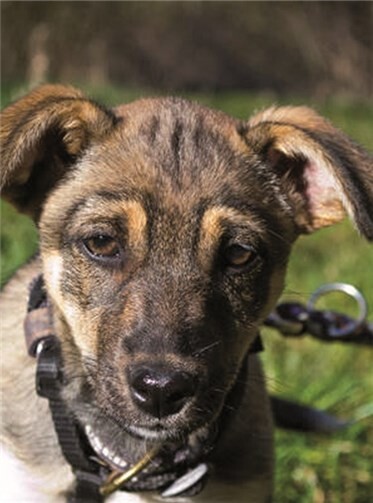 Verschmuster Ashtar ist zur Zeit das Sorgenkind des Tierheims 