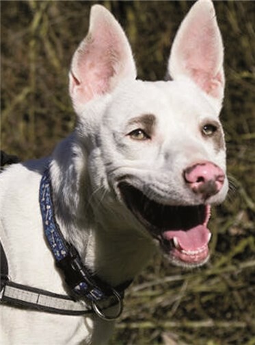 Verschmuster Ashtar ist zur Zeit das Sorgenkind des Tierheims 