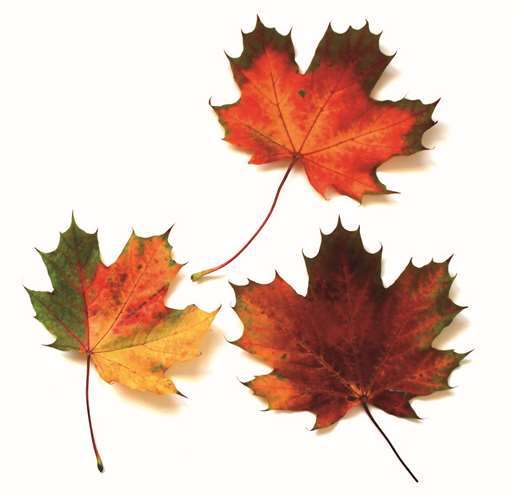 Traditionelles Erntedankfest 