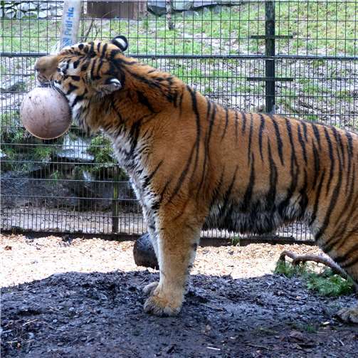 Tieren eine Freude machen 