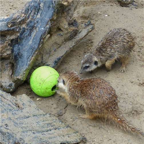 Tieren eine Freude machen 