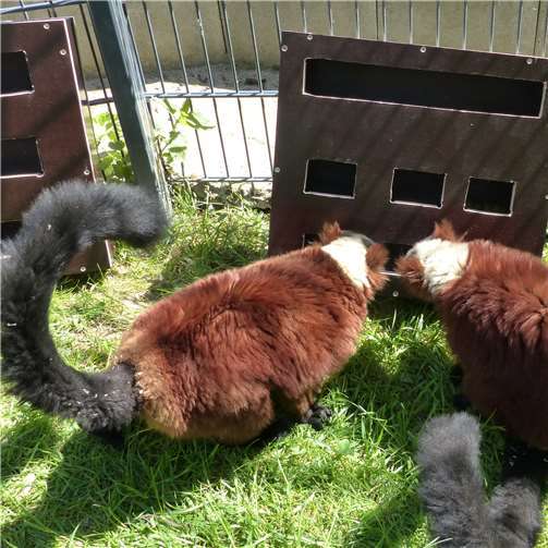 Tieren eine Freude machen 