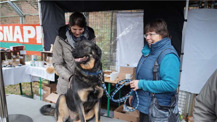 Es „winterweihnachtete“ sehr im Mayener Tierheim 