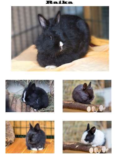 Zwergkaninchen suchen ein Zuhause 