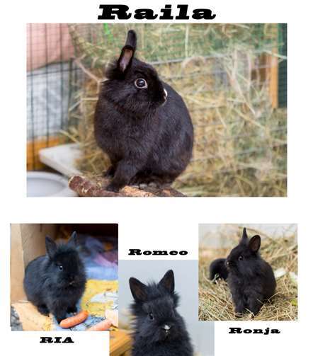 Zwergkaninchen suchen ein Zuhause 