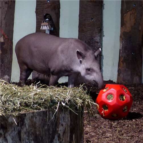 Klettertunnel für die Totenkopfäffchen