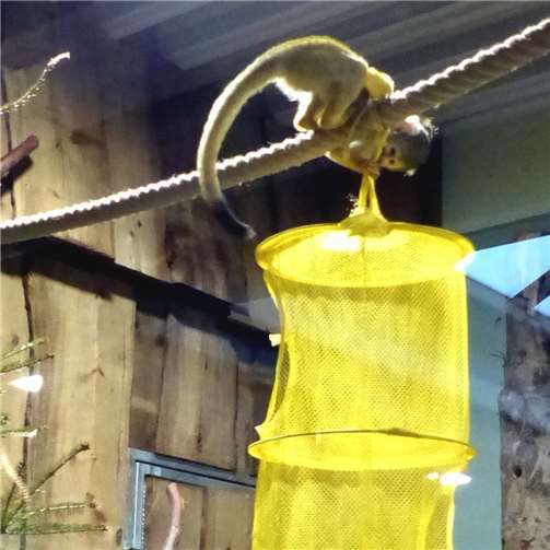 Klettertunnel für die Totenkopfäffchen 