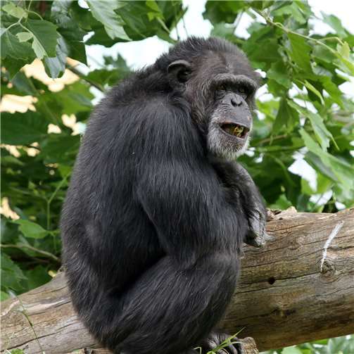 Der Gibbon ist das „Zootier des Jahres 2019“ 