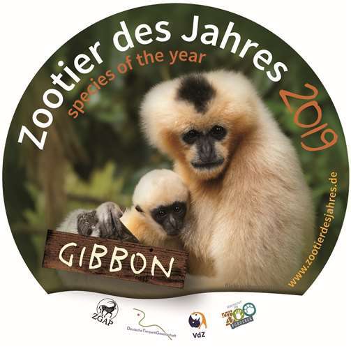 Der Gibbon ist das „Zootier des Jahres 2019“ 