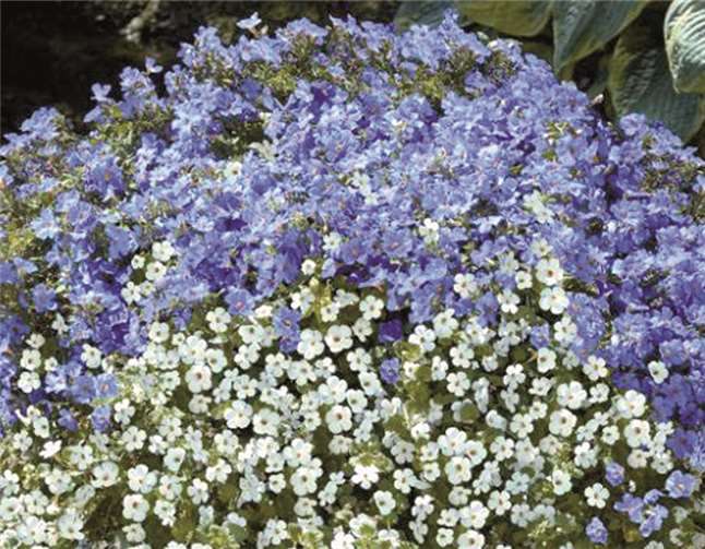 Die Traumwolke ist die rheinland- pfälzische Balkonpflanze des Jahres 