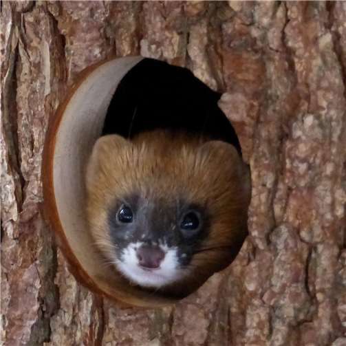 Muntere Feuerwiesel im Zoo Neuwied