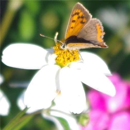 Farbenfrohes Frühlingserwachen! „Flower Your Street“ 