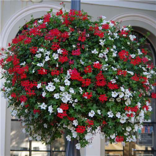 Farbenfrohes Frühlingserwachen! „Flower Your Street“ 