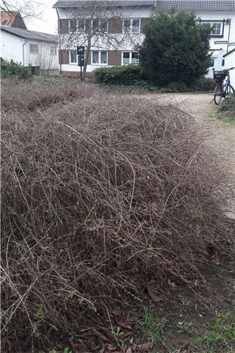 Bienenfreundliche Anlage geplant 