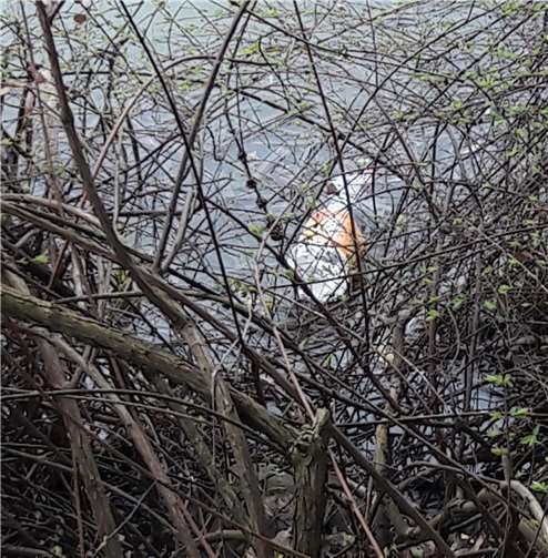 Bienenfreundliche Anlage geplant 