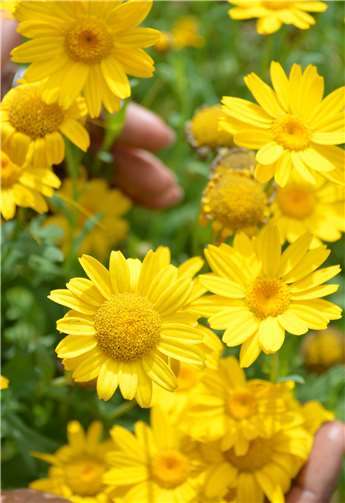 Vier aus 51: Welche Pflanzen bald in jedem Garten im Kreis wachsen könnten 