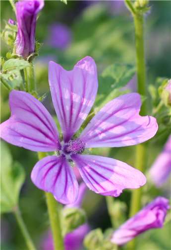 Vier aus 51: Welche Pflanzen bald in jedem Garten im Kreis wachsen könnten 