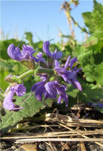 Vier aus 51: Welche Pflanzen bald in jedem Garten im Kreis wachsen könnten 