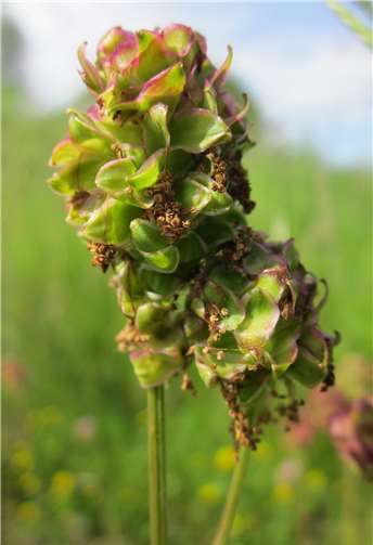 Vier aus 51: Welche Pflanzen bald in jedem Garten im Kreis wachsen könnten 