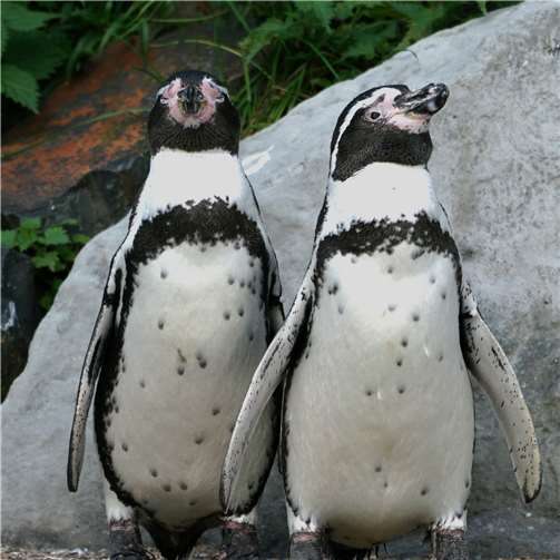 Spiele, Rätsel und Infos rund um den Pinguin