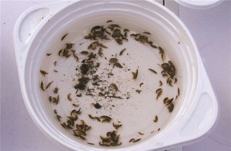 Spannende Tierexpedition im Hillscheider Bach