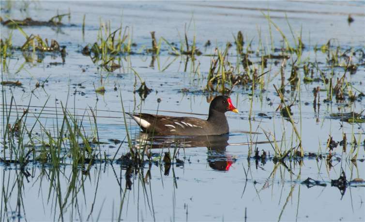 NI wünscht sich Biber- Auswilderungsprojekt und Infotafeln 