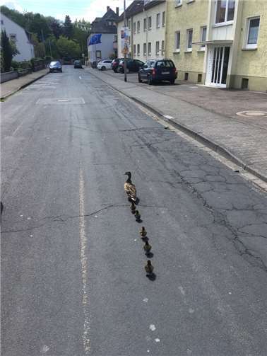 Entenfamilie legte Verkehr lahm 