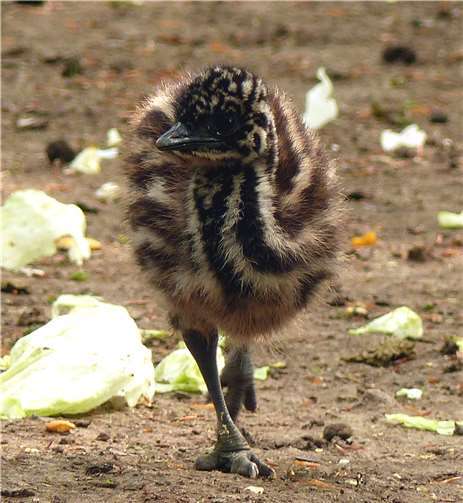 Emuküken tollen durch den Zoo 
