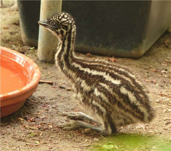 Emuküken tollen durch den Zoo 