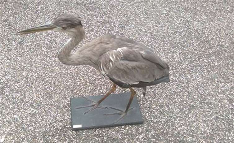 Vogelstimmen und Froschregen wurden erkundet 