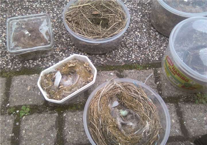 Vogelstimmen und Froschregen wurden erkundet 