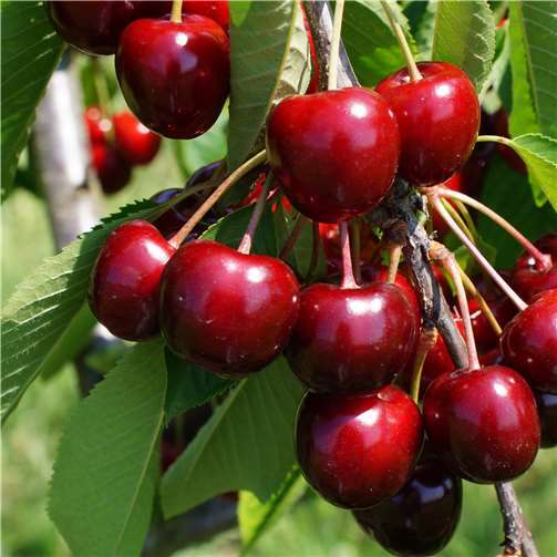 Weshalb in Mülheim-Kärlich die „deckste Kirsche“ wachsen 