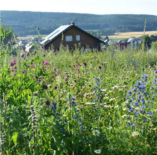 Blühende Aussichten für Bienen 