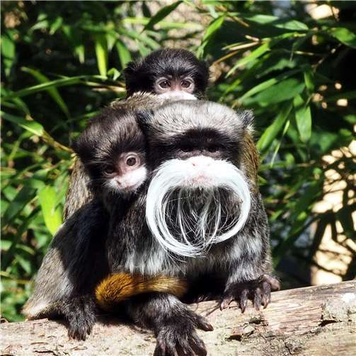 Auf Safari im Zoo Neuwied! 