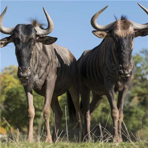 Auf Safari im Zoo Neuwied! 