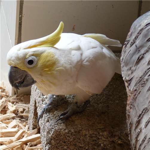 Nachwuchs bei den Gelbwangenkakadus