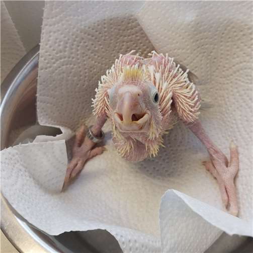 Nachwuchs bei den Gelbwangenkakadus 