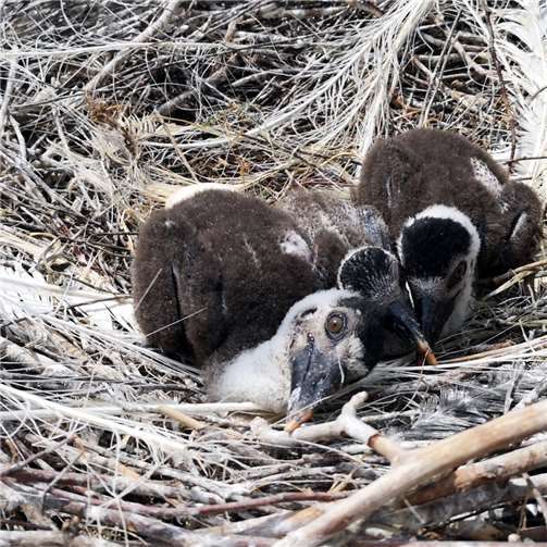 Küken wachsen in rasantem Tempo
