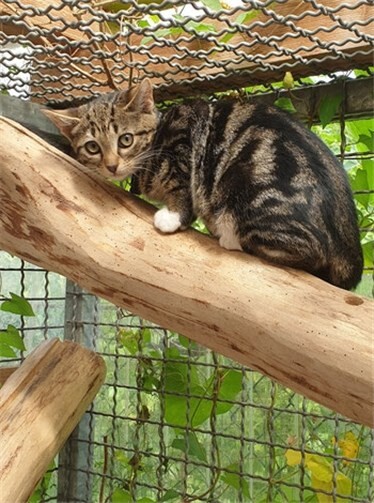 Hundewelpen und Kitten suchen ein Zuhause 