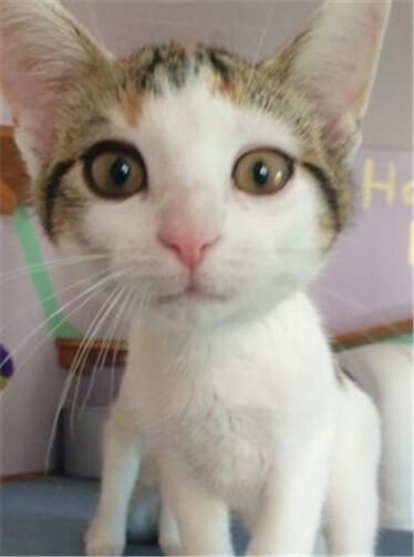 Hundewelpen und Kitten suchen ein Zuhause 