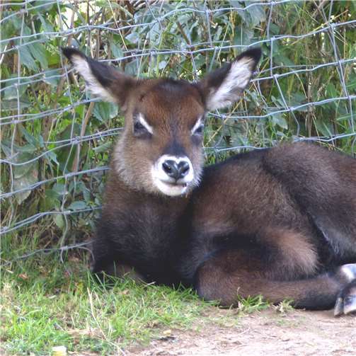 Nachwuchs bei den Wasserböcken 