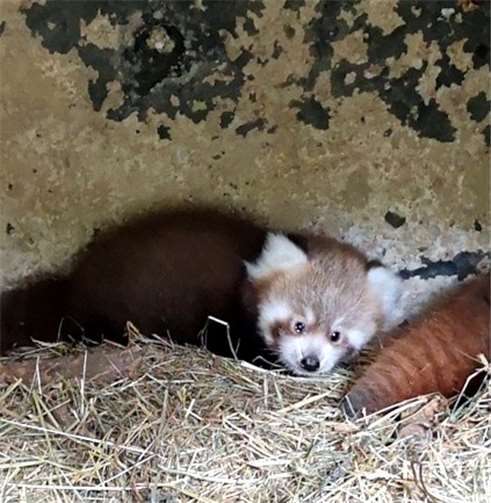Nachwuchs bei den Katzenbären 