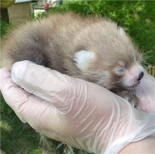 Nachwuchs bei den Katzenbären 
