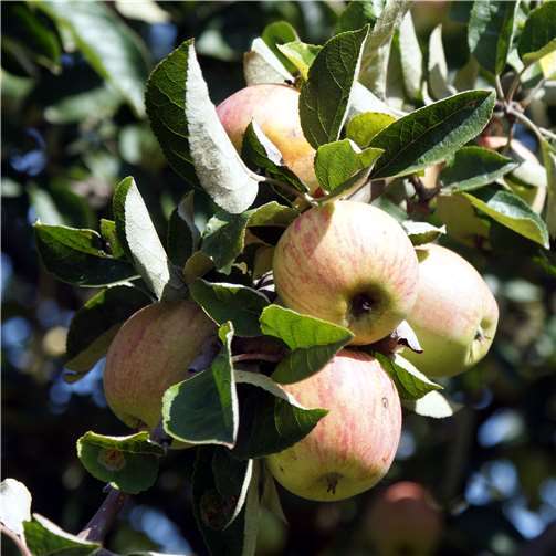 Vom Streuobst-Baum zur Clubsorte 