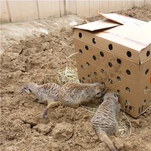 Basteln für Erdmann und Co. in den Herbstferien 