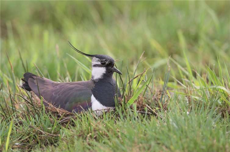 Nachwuchs immer im Blick 