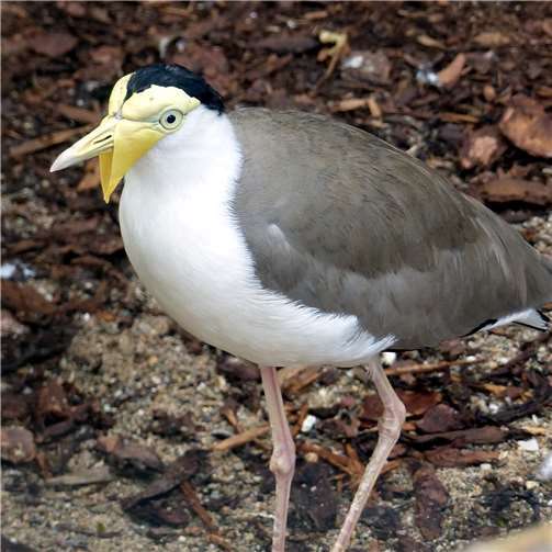 Maskenkiebitze erobern den Zoo