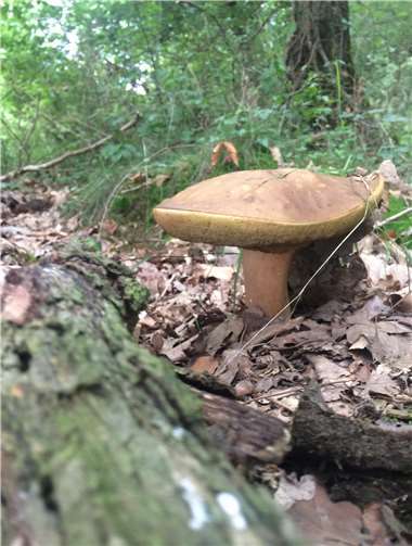 Pilzkundliche Wanderung durch den Breisiger Wald 