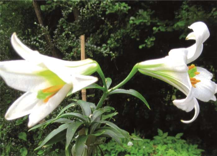 Die Woche im Garten Die Woche im Garten