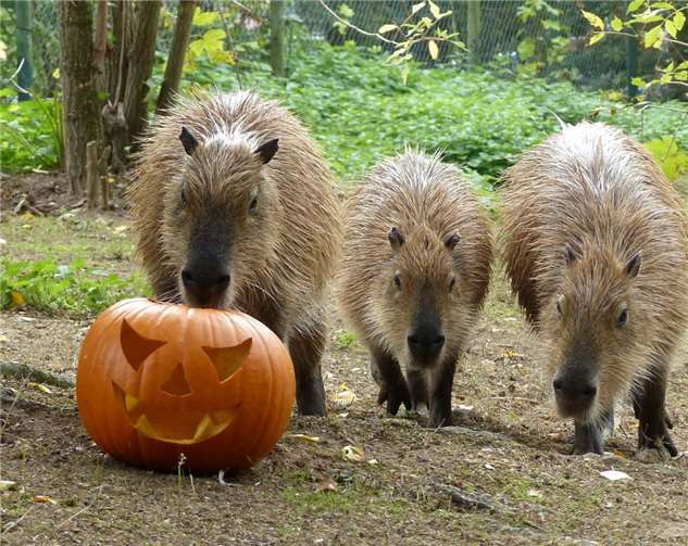 Tierischer Halloween-Abend